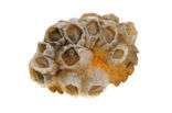 Acorn barnacle (Semibalanus balanoides)