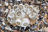 Acorn barnacle (Semibalanus balanoides)