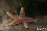 Gewone zeester (Asterias rubens)