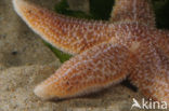 Gewone zeester (Asterias rubens)