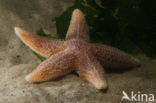 Gewone zeester (Asterias rubens)