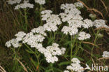 Gewoon duizendblad (Achillea millefolium)