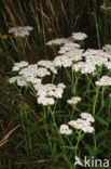 Gewoon duizendblad (Achillea millefolium)