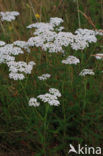 Gewoon duizendblad (Achillea millefolium)