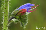 Gewoon Slangenkruid (Echium vulgare)