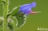 Viper’s-bugloss (Echium vulgare)