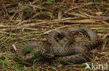 Gladde slang (Coronella austriaca) 