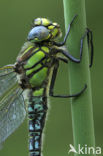 Hairy Dragonfly (Brachytron pratense)