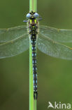 Hairy Dragonfly (Brachytron pratense)