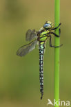 Glassnijder (Brachytron pratense) 