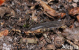 Glow worm (Lampyris noctiluca)