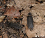 Glow worm (Lampyris noctiluca)