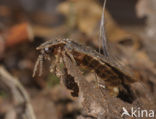 Glow worm (Lampyris noctiluca)