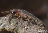 Glow worm (Lampyris noctiluca)