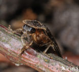 Glow worm (Lampyris noctiluca)