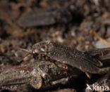 Glow worm (Lampyris noctiluca)