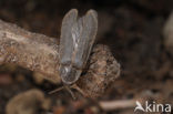 Glow worm (Lampyris noctiluca)