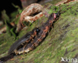 Glow worm (Lampyris noctiluca)