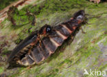 Glow worm (Lampyris noctiluca)