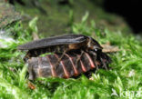 Glow worm (Lampyris noctiluca)