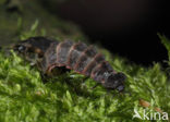 Glow worm (Lampyris noctiluca)