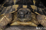 Hermann’s tortoise (Testudo hermanni)