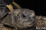 Hermann’s tortoise (Testudo hermanni)