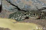 Green toad (Bufo viridis)