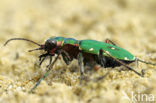 Groene zandloopkever (Cicindela campestris)