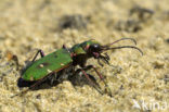 Groene zandloopkever (Cicindela campestris)