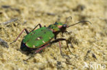 Groene zandloopkever (Cicindela campestris)