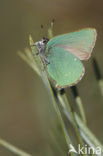 Groentje (Callophrys rubi)