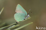 Groentje (Callophrys rubi)