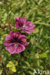 Common Mallow (Malva sylvestris)