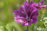 Common Mallow (Malva sylvestris)
