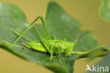 Grote groene sabelsprinkhaan (Tettigonia viridissima)