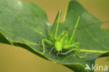 Grote groene sabelsprinkhaan (Tettigonia viridissima)