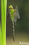 Emperor Dragonfly (Anax imperator)