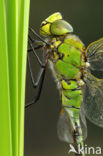 Emperor Dragonfly (Anax imperator)