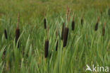 Grote lisdodde (Typha latifolia)