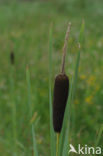 Grote lisdodde (Typha latifolia)