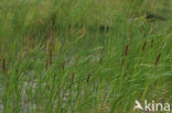 Grote lisdodde (Typha latifolia)