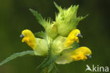 Greater Yellow-rattle (Rhinanthus angustifolius)