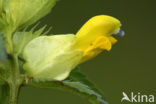 Grote ratelaar (Rhinanthus angustifolius)