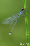 Grote roodoogjuffer (Erythromma najas)