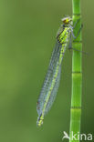 Grote roodoogjuffer (Erythromma najas)