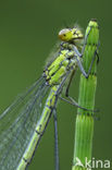 Grote roodoogjuffer (Erythromma najas)