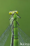 Red-eyed Damselfly (Erythromma najas)