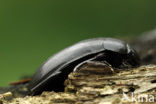 Grote Spinnende Watertor (Hydrophillus aterrimus)