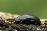 Grote Spinnende Watertor (Hydrophillus aterrimus)